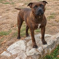 Staffie femelle jeune retraité 2 ans a donner