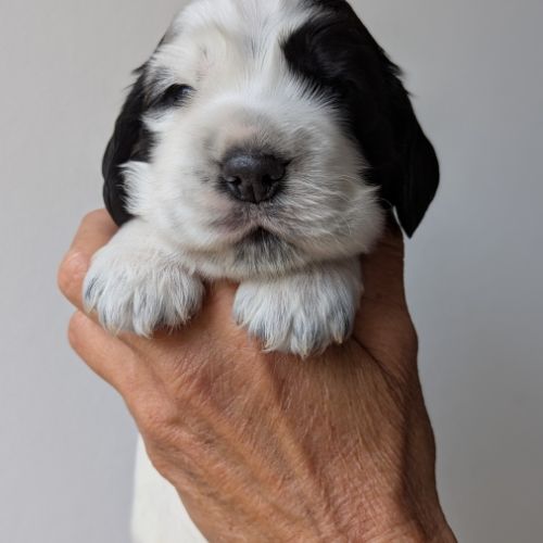 Bb cocker anglais mâle dispo mi nov à réserver ! #1