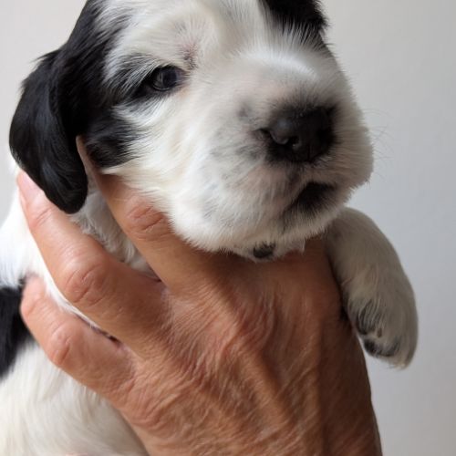 Bb cocker anglais mâle dispo mi nov à réserver ! #0