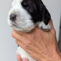 Bb cocker anglais mâle dispo mi nov à réserver ! #4