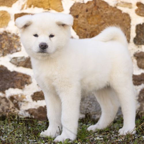 Chiot akita inu lof