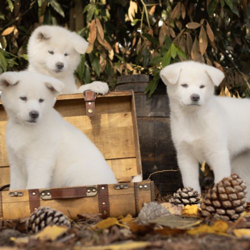 Chiot akita inu lof #3