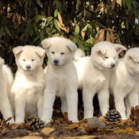 Chiot akita inu lof