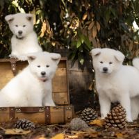 Chiot akita inu lof #2