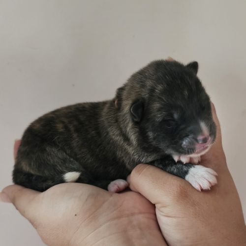Chiot akita inu lof #3