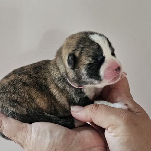 Chiot akita inu lof #4