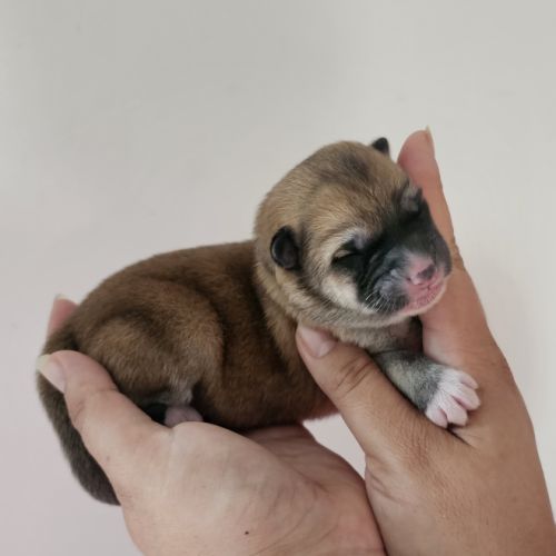 Chiot akita inu lof #6