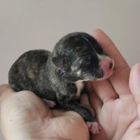 Chiot akita inu lof #2