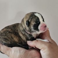 Chiot akita inu lof #4