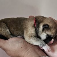 Chiot akita inu lof #5