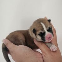 Chiot akita inu lof #7