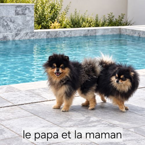 Spitz nain pomeranian #1