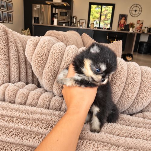 Spitz nain pomeranian #5