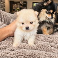 Spitz nain pomeranian #2