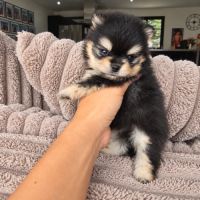 Spitz nain pomeranian #3
