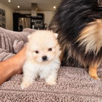 Spitz nain pomeranian