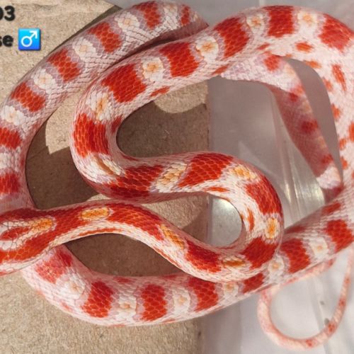 Pantherophis guttatus okeetee #1