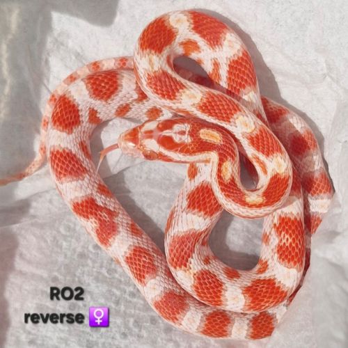 Pantherophis guttatus okeetee