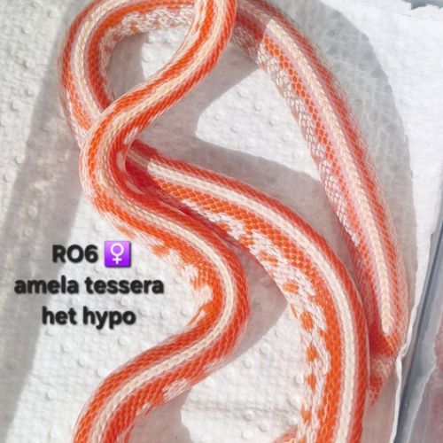 Pantherophis guttatus okeetee #3