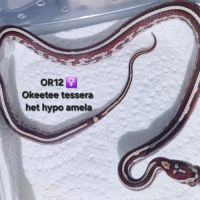 Pantherophis guttatus okeetee #4