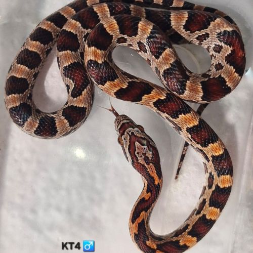 Okeetee het scaleless #1