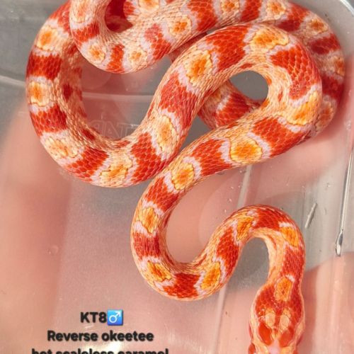 Okeetee het scaleless