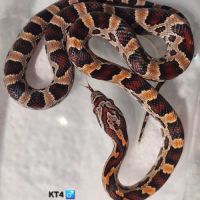 Okeetee het scaleless #1