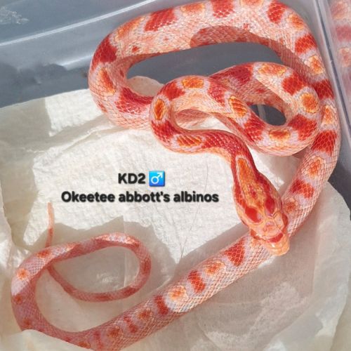 Okeetee abbott's #1