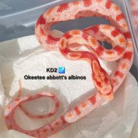 Okeetee abbott's #1