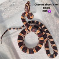 Okeetee abbott's