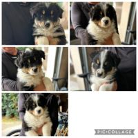 Chiots berger australien lof