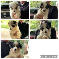 Chiots berger australien lof #2