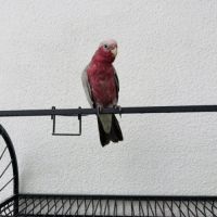 Cacatoès rosalbin #0