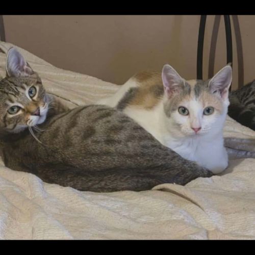 Bart et mikado, duo à l'adoption