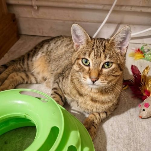 Bart et mikado, duo à l'adoption #2