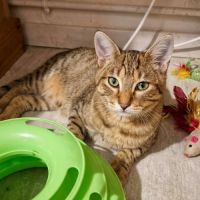 Bart et mikado, duo à l'adoption #2