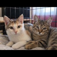 Bart et mikado, duo à l'adoption