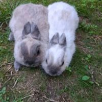 2 lapins trop mignons, lilly et luna