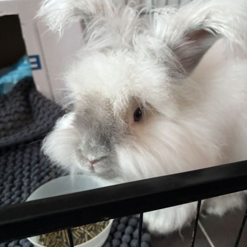 Lapin angora #0