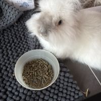 Lapin angora #1