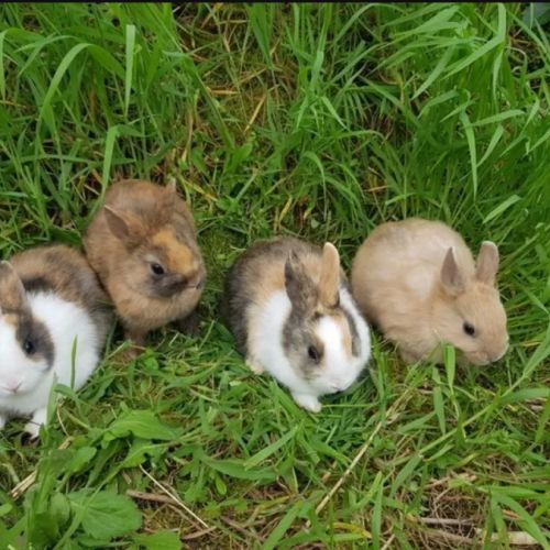 Lapins nains de race, lapins tête de lion #0