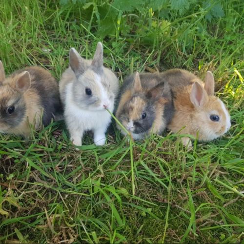 Lapins nains de race, lapins tête de lion #2