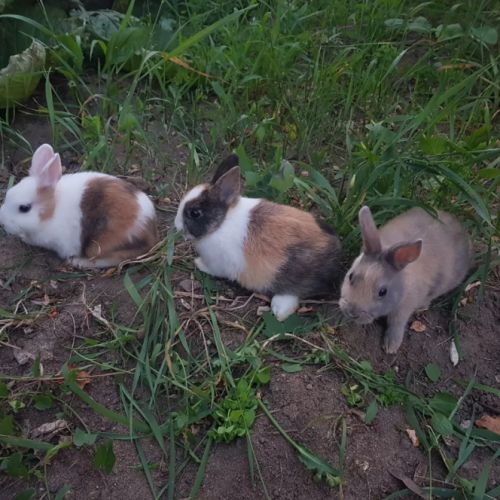 Lapins nains de race, lapins tête de lion #3