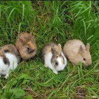 Lapins nains de race, lapins tête de lion