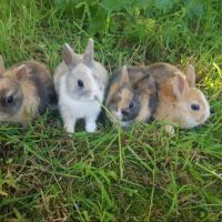 Lapins nains de race, lapins tête de lion #2