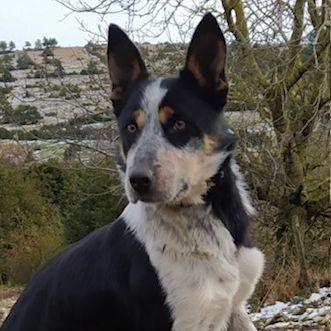 7 chiots border collie, 4 femelles, 3 males #3