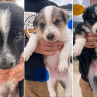 7 chiots border collie, 4 femelles, 3 males