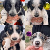 7 chiots border collie, 4 femelles, 3 males #2