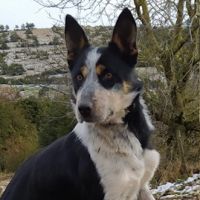 7 chiots border collie, 4 femelles, 3 males #3