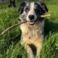 7 chiots border collie, 4 femelles, 3 males #4